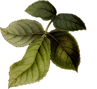 Elysian-Leaves-12.png
