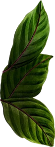 Leaves-7.png